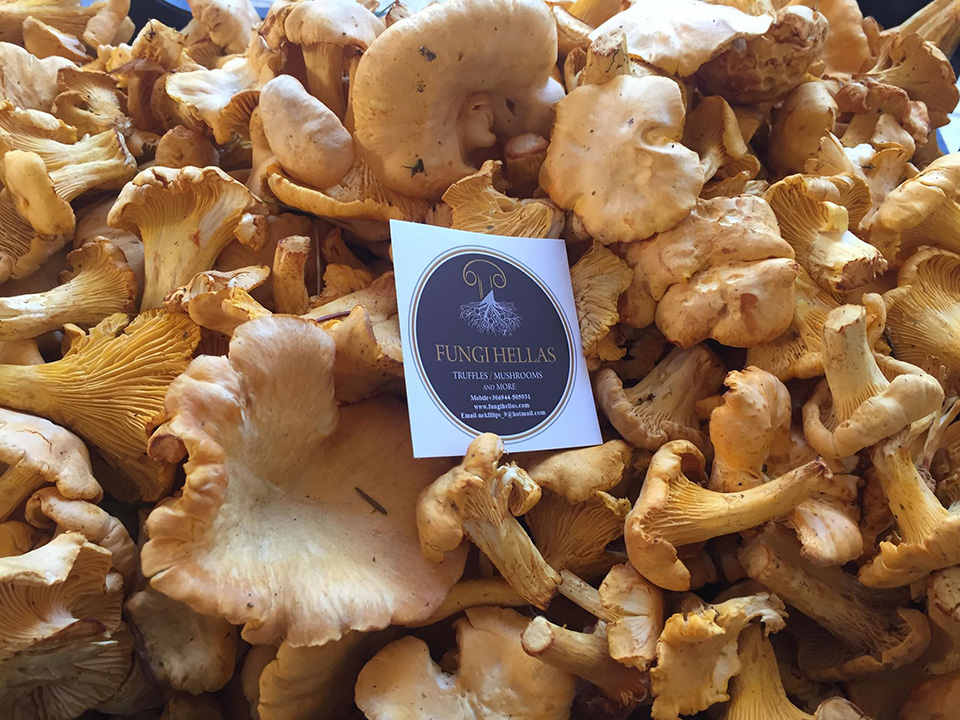cantharellus 02