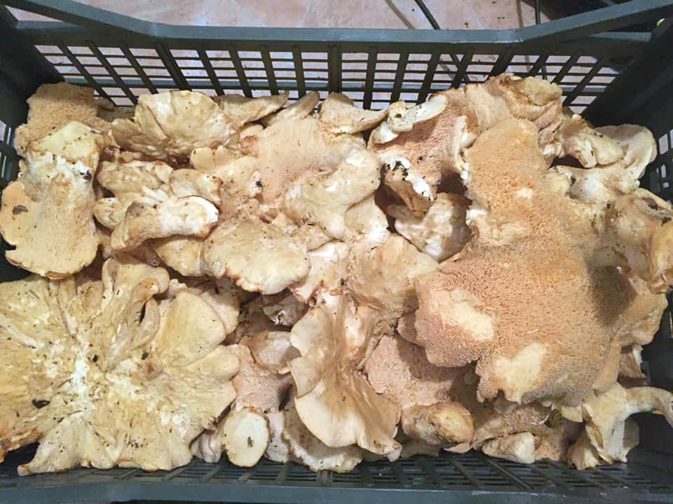 Fungihellas - Hydnum sp
