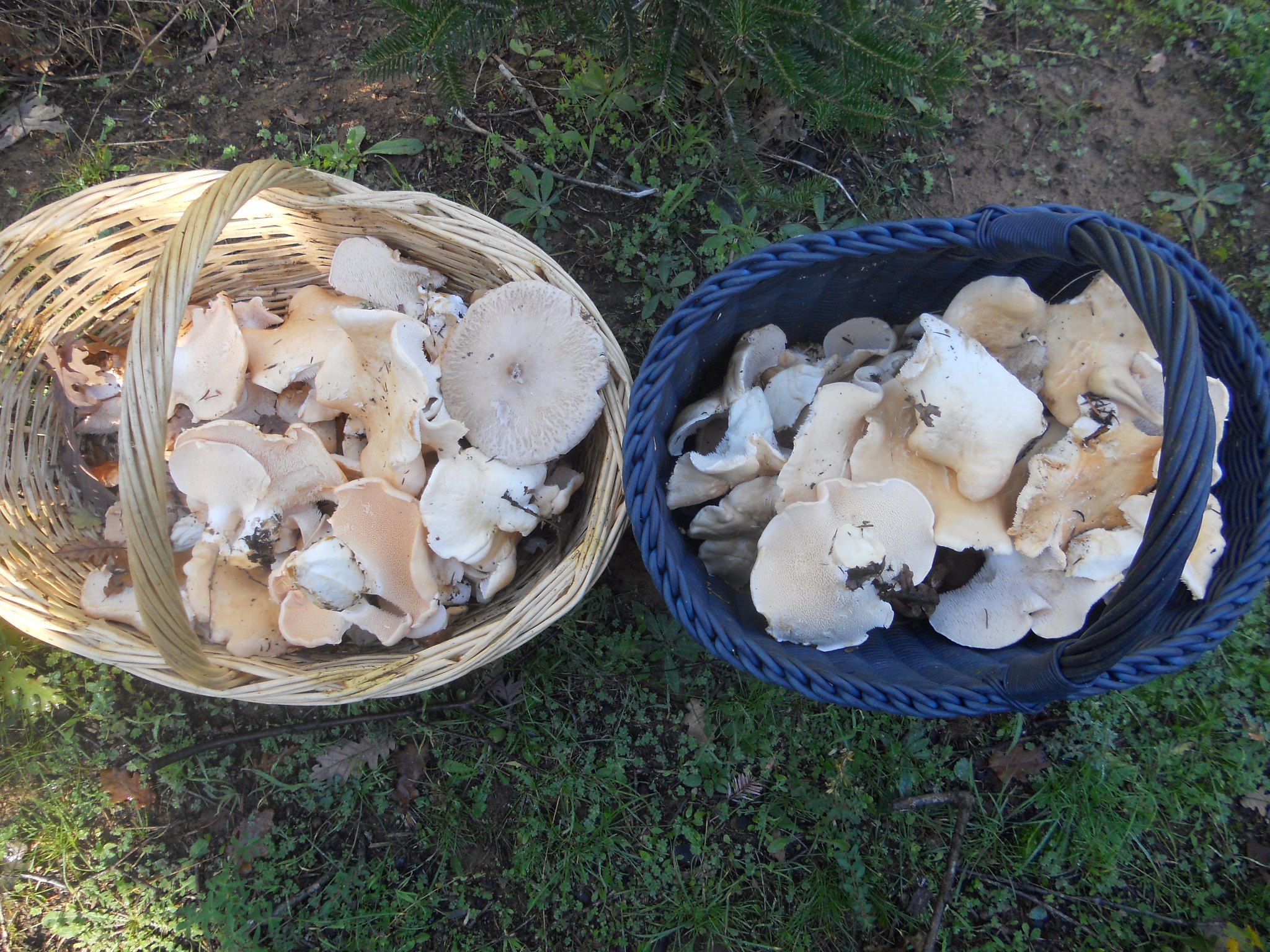 Fungihellas - Hydnum sp