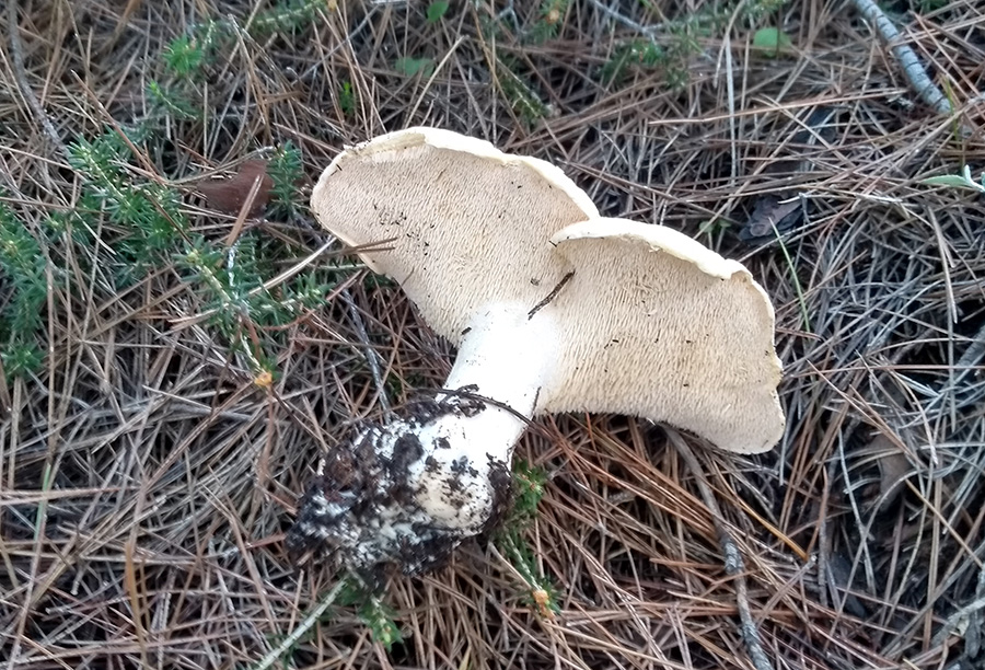 Fungihellas - Hydnum sp