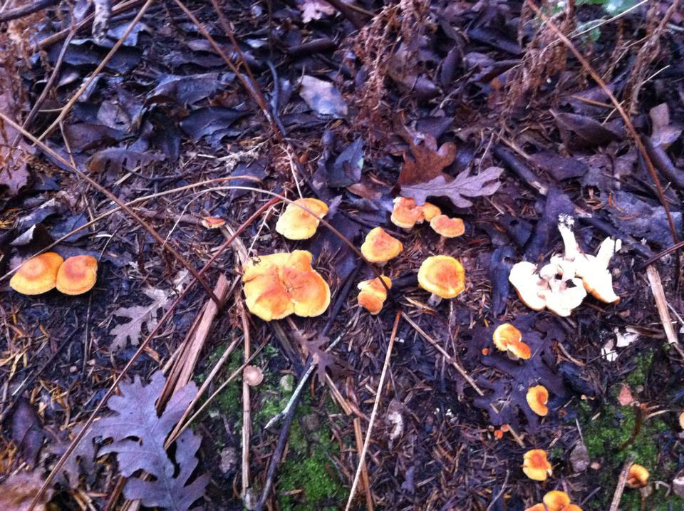 Fungihellas - Hydnum sp