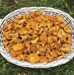 cantharellus3