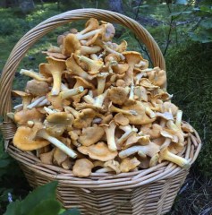 cantharellus