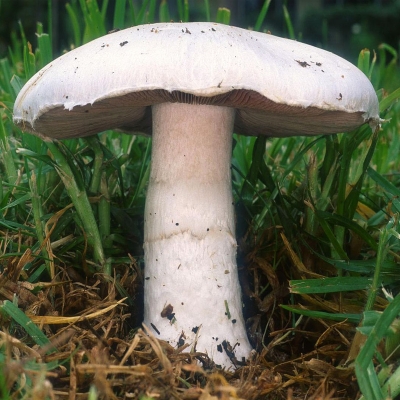 Agaricus sp