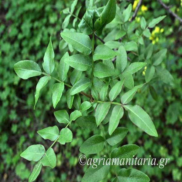 Pistacia terebinthus