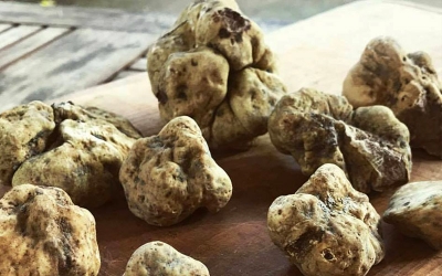 Mushrooms &amp; Truffle Luxury Hunting