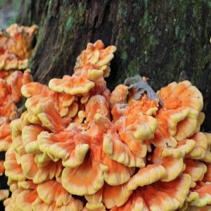Laetiporus Sulphureus