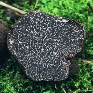Tuber Melanosporum