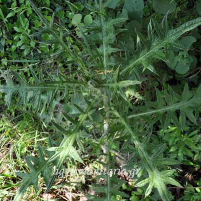 Cynara cardunculus