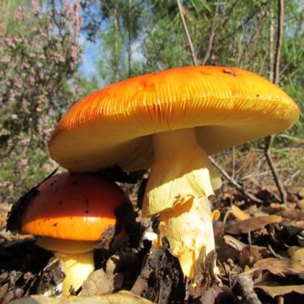 &Kappa;&alpha;&iota;&sigma;&alpha;&rho;&iota;&kappa;ό - Amanita Caesarea