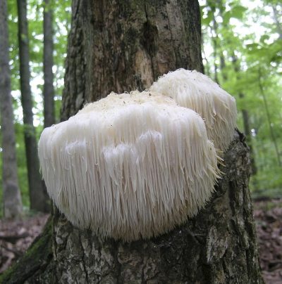 &Epsilon;&rho;ί&kappa;&iota;&omicron; - Hericium erinaceus