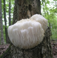 &Epsilon;&rho;ί&kappa;&iota;&omicron; - Hericium erinaceus