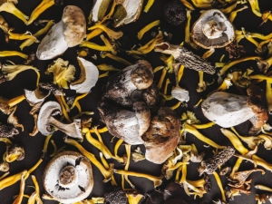 &Sigma;&upsilon;&lambda;&lambda;έ&gamma;&omicron;&nu;&tau;&alpha;&sigmaf; &mu;&alpha;&nu;&iota;&tau;ά&rho;&iota;&alpha; &sigma;&tau;&eta;&nu; &Pi;ά&rho;&nu;&eta;&theta;&alpha; &mu;&epsilon; &tau;&omicron;&nu; &pi;&iota;&omicron; έ&mu;&pi;&epsilon;&iota;&rho;&omicron; Έ&lambda;&lambda;&eta;&nu;&alpha; &kappa;&upsilon;&nu;&eta;&gamma;ό