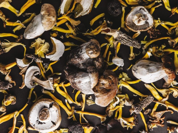 &Sigma;&upsilon;&lambda;&lambda;έ&gamma;&omicron;&nu;&tau;&alpha;&sigmaf; &mu;&alpha;&nu;&iota;&tau;ά&rho;&iota;&alpha; &sigma;&tau;&eta;&nu; &Pi;ά&rho;&nu;&eta;&theta;&alpha; &mu;&epsilon; &tau;&omicron;&nu; &pi;&iota;&omicron; έ&mu;&pi;&epsilon;&iota;&rho;&omicron; Έ&lambda;&lambda;&eta;&nu;&alpha; &kappa;&upsilon;&nu;&eta;&gamma;ό