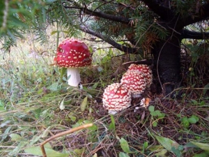 &Omicron; &kappa;ή&pi;&omicron;&sigmaf; &tau;&omega;&nu; ά&gamma;&rho;&iota;&omega;&nu; &mu;&alpha;&nu;&iota;&tau;&alpha;&rho;&iota;ώ&nu; &tau;&eta;&sigmaf; &Epsilon;&lambda;&lambda;ά&delta;&alpha;&sigmaf;