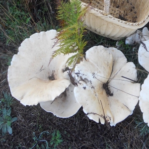 Leucopaxillus Giganteous