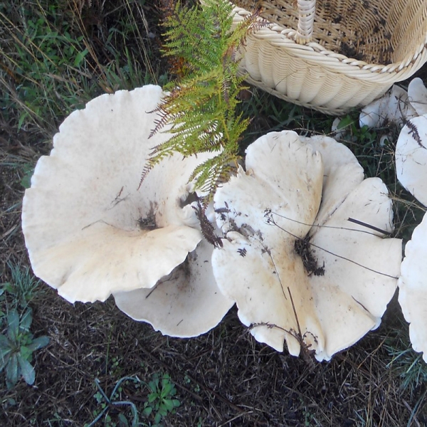 Leucopaxillus Giganteous
