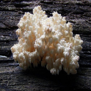 Hericium sp
