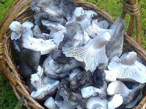 &Mu;&alpha;&rho;&tau;&omicron;ύ&lambda;&iota;&alpha; &sigma;&tau;&omicron; &phi;&omicron;ύ&rho;&nu;&omicron; &mu;&epsilon; &rho;ύ&zeta;&iota; &kappa;ί&tau;&rho;&iota;&nu;&omicron;