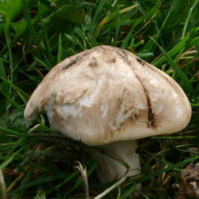 Calocybe Gambosa