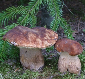 Mushroom hunting 7th of June