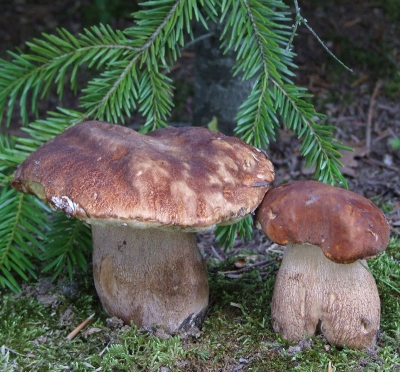 Mushroom hunting 7th of June