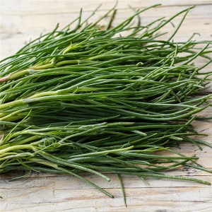 Salicornia