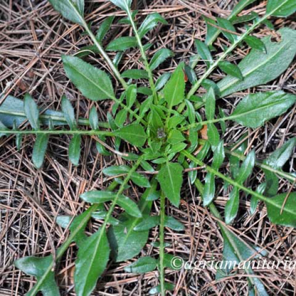 Αγγιναράκι - Centaurea raphanina