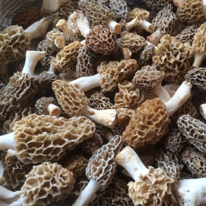 Morchella