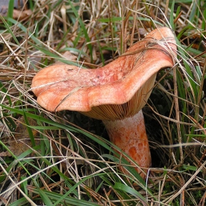 Lactarius sp