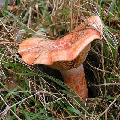 Lactarius sp