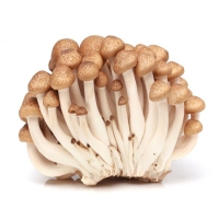 Shimeji &kappa;&alpha;&phi;έ