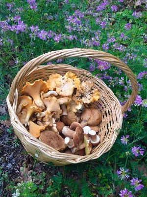 Mushroom hunting 28th of June