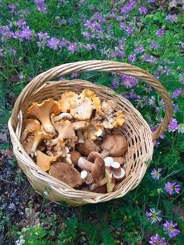 Mushroom hunting 28th of June