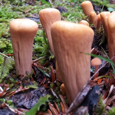 Αγριο μανιτάρι Clavariadelphus