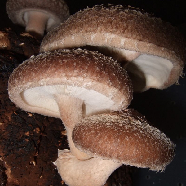 Ledinula edosus - Shiitake