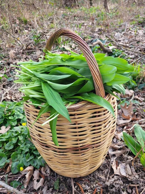 Ά&gamma;&rho;&iota;&omicron; &sigma;&kappa;ό&rho;&delta;&omicron; - Allium Ursinum