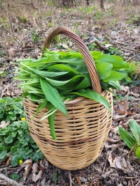 Ά&gamma;&rho;&iota;&omicron; &sigma;&kappa;ό&rho;&delta;&omicron; - Allium Ursinum