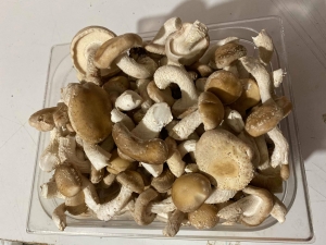 Shiitake - Lentinula edodus