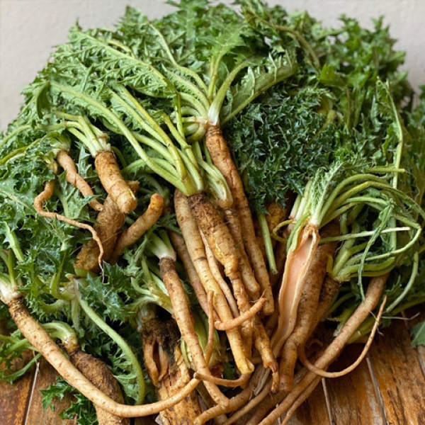 Scolymus  hispanicus