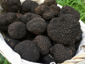 &Mu;&pi;&rho;&omicron;&upsilon;&sigma;&kappa;έ&tau;&epsilon;&sigmaf; &alpha;&upsilon;&gamma;&omicron;ύ &mu;&epsilon; &tau;&rho;&omicron;ύ&phi;&alpha; &kappa;&alpha;&iota; &lambda;ά&delta;&iota; &alpha;&gamma;&rho;ί&omicron;&upsilon; &sigma;&kappa;ό&rho;&delta;&omicron;&upsilon;.