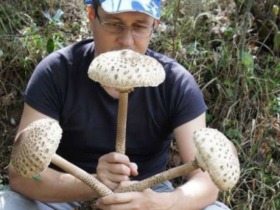 The accountant who found the &quot;secret of success&quot; in Greek mushrooms