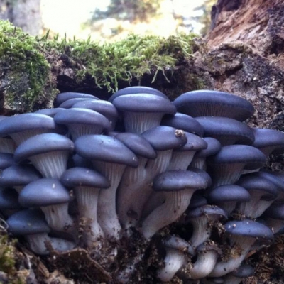 Pleurotus Ostreatus