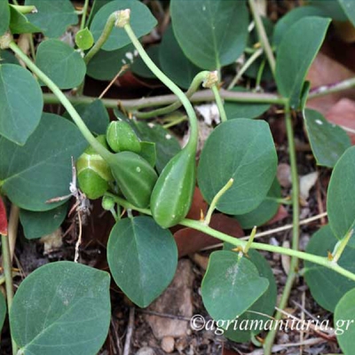 Κάππαρη - Capparis spinosa