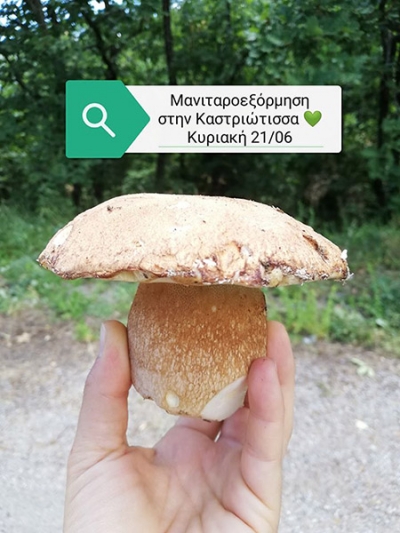 Mushroom hunting 21st of June