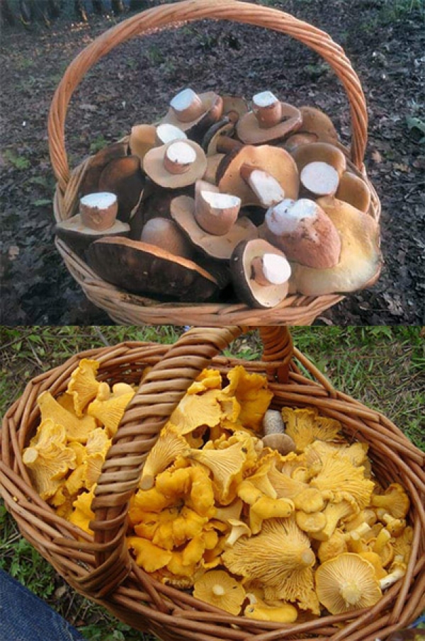 Mushroom hunting 14th of June