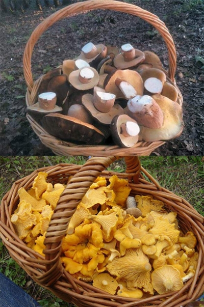 Mushroom hunting 14th of June