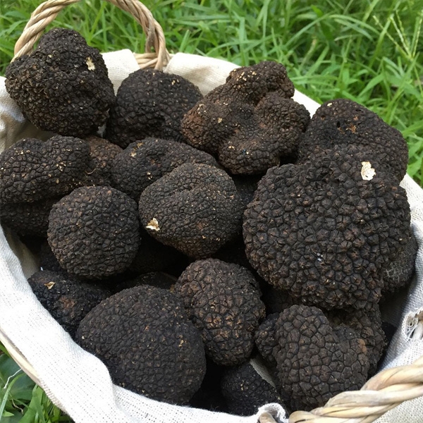 Tuber Aestivum
