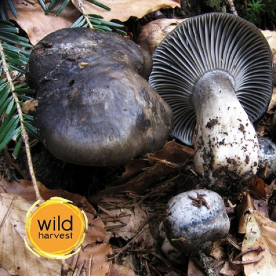 Hygroforous Marzuolus