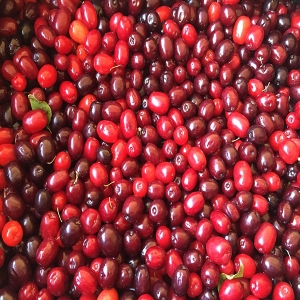 Dogberry - Cornus mas